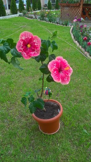 WP_20160520_13_48_38_Pro - Hibiscus Lily Torbert