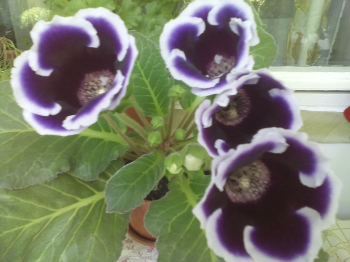 IMG_20160519_135742 - Gloxinia mov