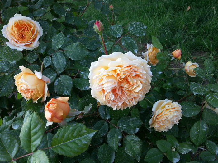 20160519_190149[1] - crown princess margareta