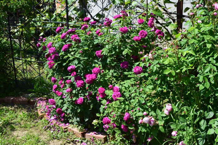 Reine de Violette - 2016 Gradina Rozelor_Mai