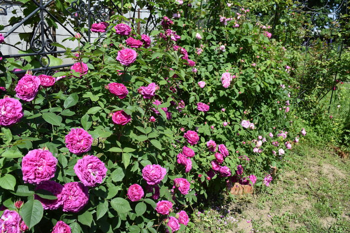 Reine de Violette