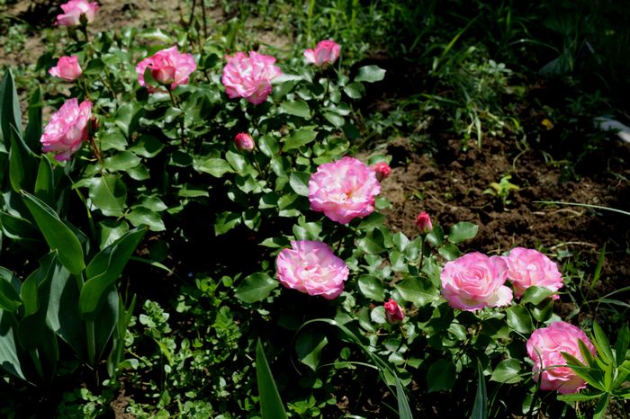 Bordure Rosee - 2016 Gradina Rozelor_Mai