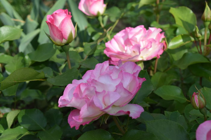 Bordure Rosee