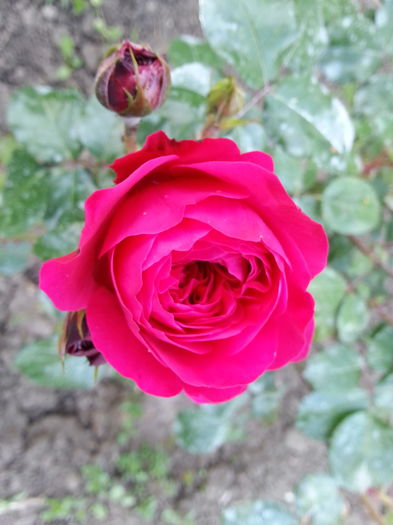 red leonardo