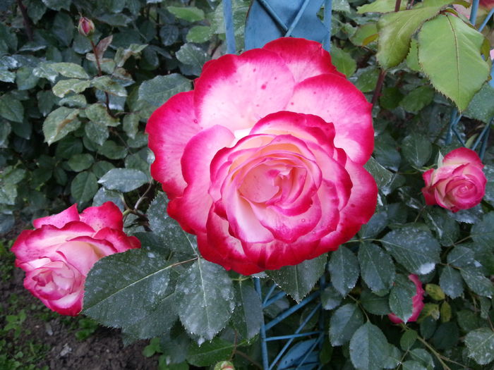 jubile du prince de monaco