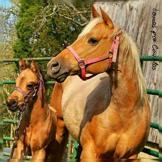 FB_IMG_1463551529143 - C Pentru cei care le plac aceste animale