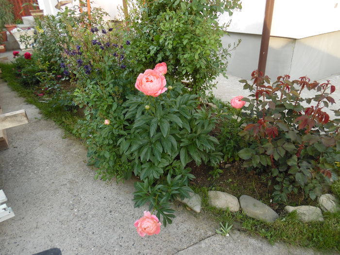 084 - bujori