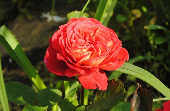 lami-des-jardins(Guillot)