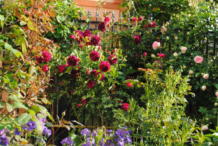 19 mai,Munstead Wood si Eden Rose