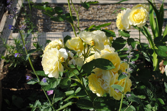golden border(comtesse du barry)