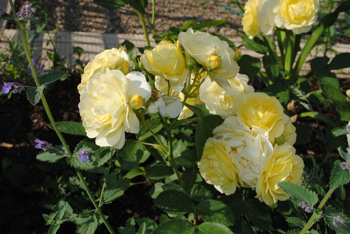 golden border(comtesse du barry)