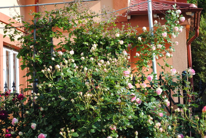 Eden Rose, imens...a ajuns la