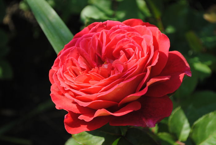 lami-des-jardins(Guillot)