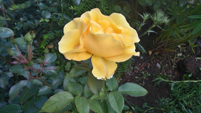 Duftgold - Trandafiri Rosen Tantau
