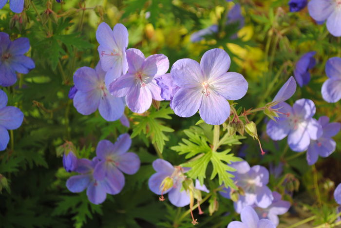 geranium johnsons-blue