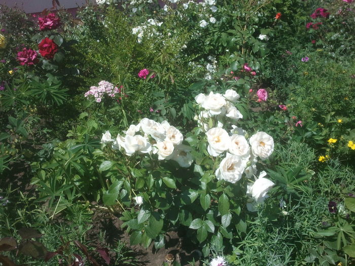 Uetersener klosterrose