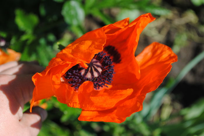 papaver turkenluise