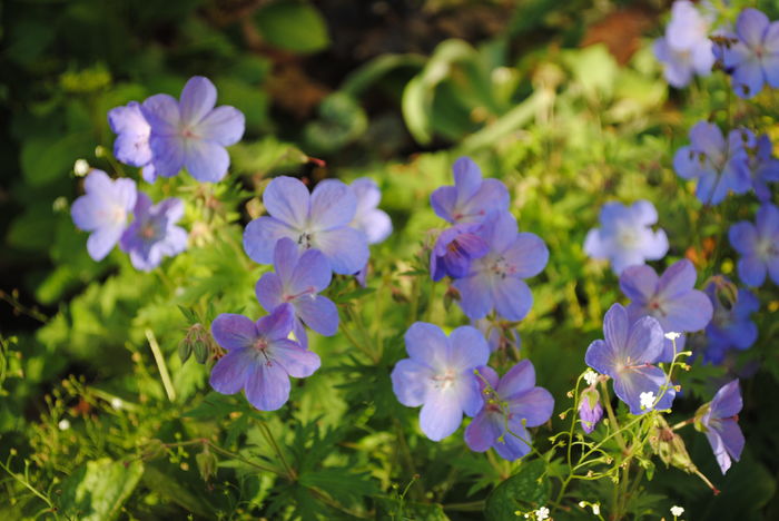 19 mai, geranium johnsons-blue