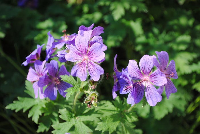 geranium magnificum