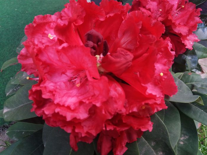 20160518_151323 - de prin jardiniere