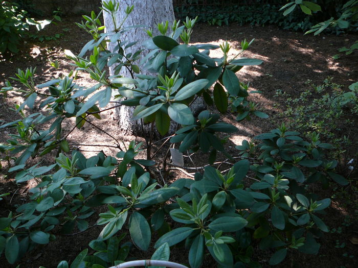 "lenesul" - Azalee si rhododendroni