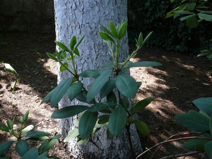 P1340270 - Azalee si rhododendroni