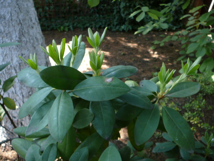 P1340271 - Azalee si rhododendroni