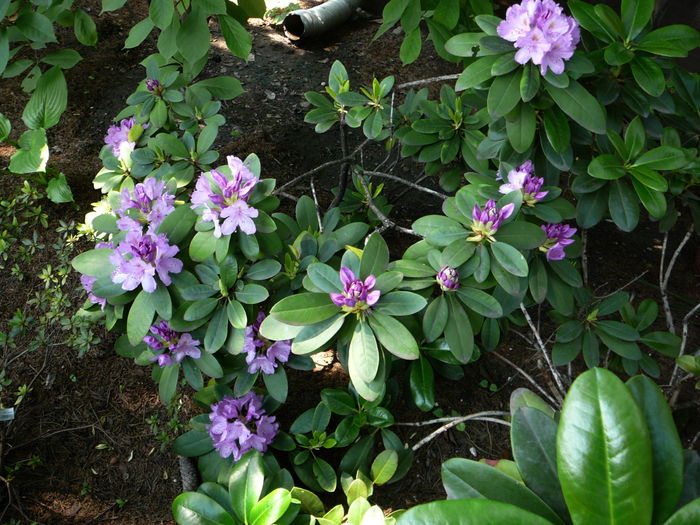 "harnicutul" - Azalee si rhododendroni