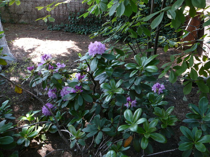 P1340275 - Azalee si rhododendroni
