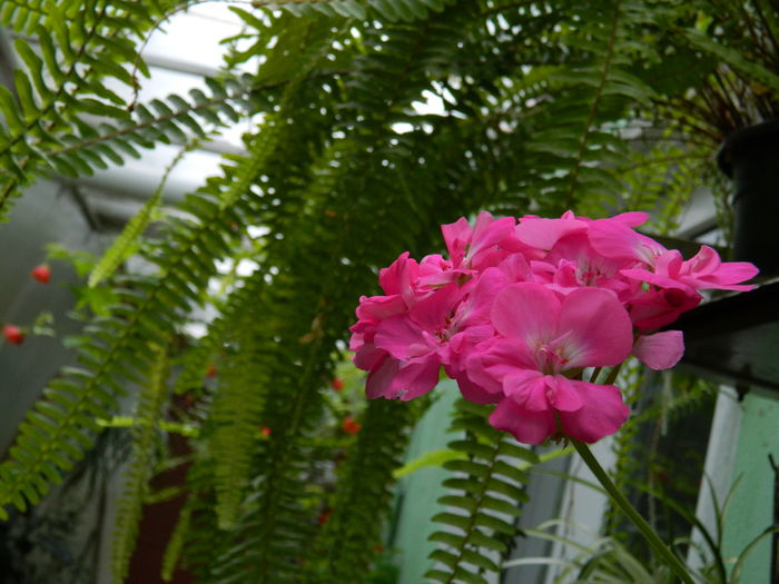 DSCN8807 - 2016 MAI_3