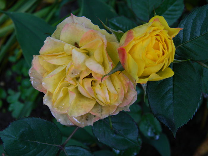 DSCN8838 - 2016 MAI_3