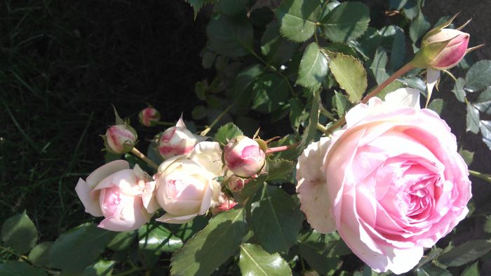 Eden rose - Trandafiri Meilland urcatori