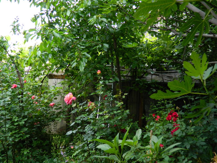 DSCN8858