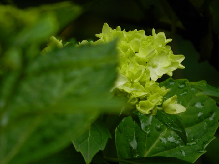 DSCN8870 - 2016 MAI_3