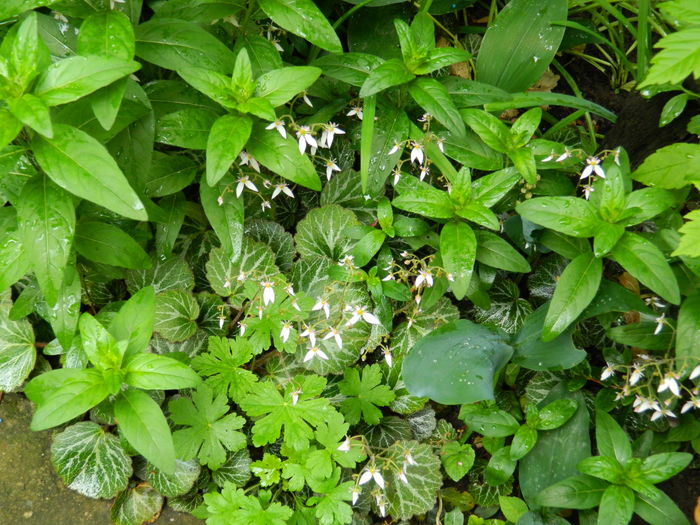 DSCN8882 - 2016 MAI_3