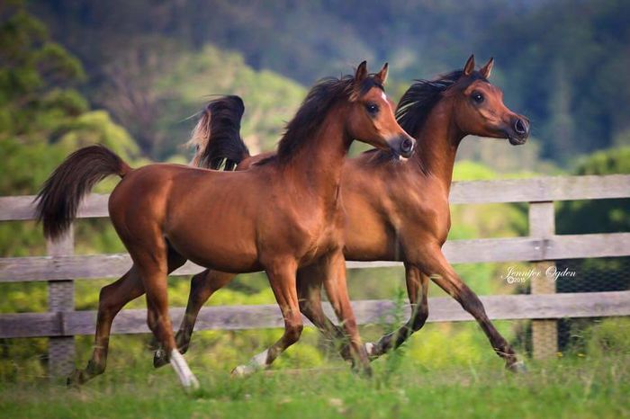 FB_IMG_1463550797530 - C Pentru cei care le plac aceste animale