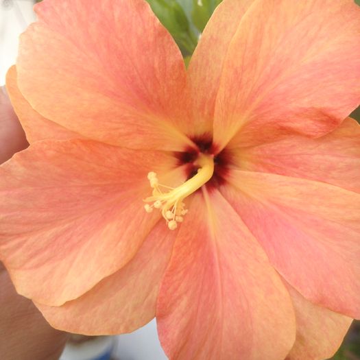  - hibiscus