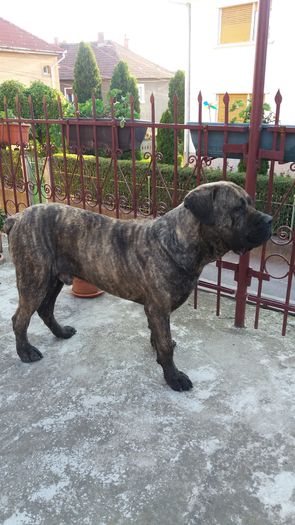 75 kg - 4 Cane Corso