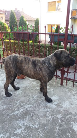 20160520_194434 - 4 Cane Corso