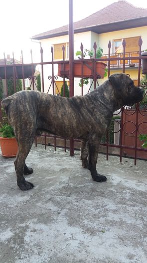 20160520_193855 - 4 Cane Corso