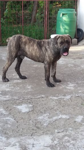 20160520_193355 - 4 Cane Corso