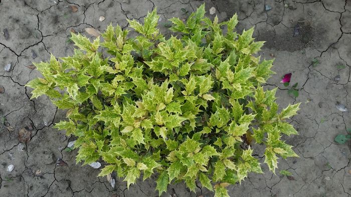 20160520_185352 - curtea cu toate cele 2016