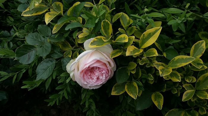 20160520_185339 - curtea cu toate cele 2016