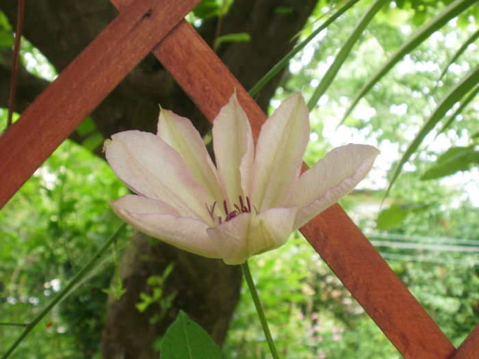  - Clematis