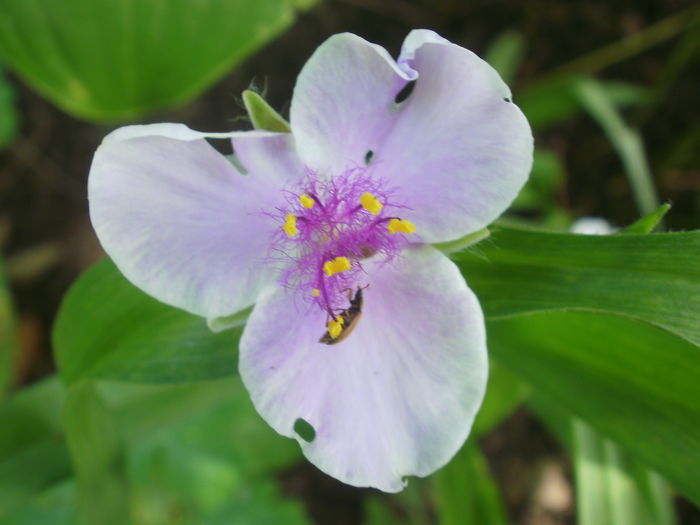 P4150030 - Tradescantia virginiana