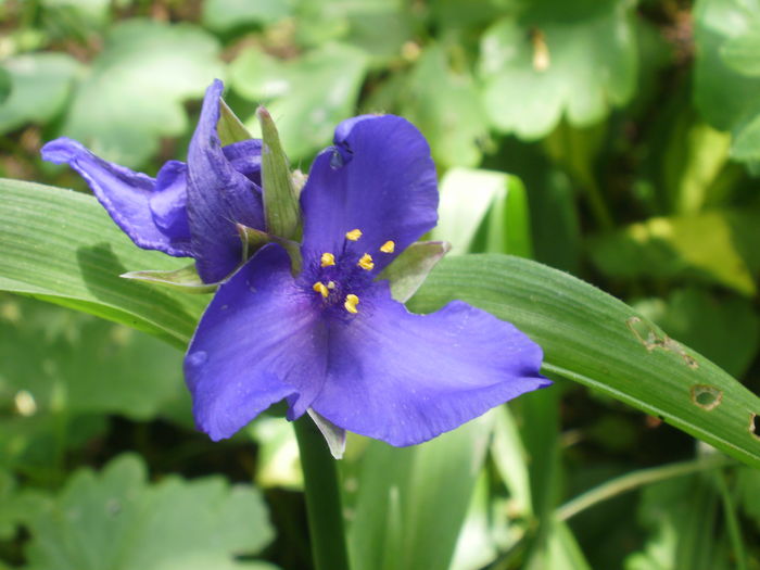 P4150031 - Tradescantia virginiana