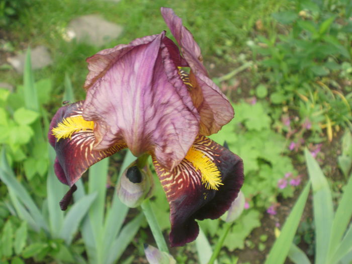 `Bruno` - Iris  2016