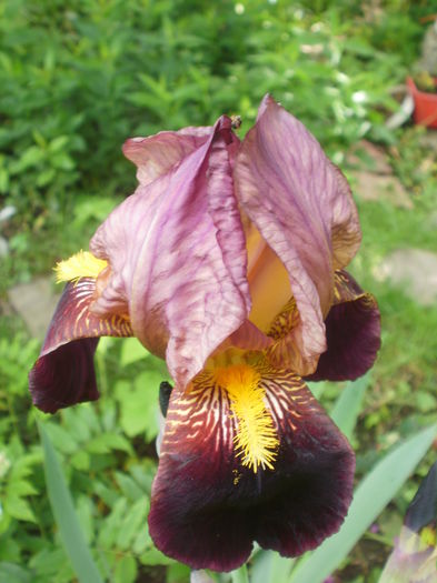 `Bruno` - Iris  2016