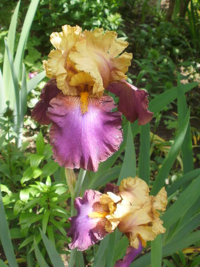 `Gala Madrid` - Iris  2016