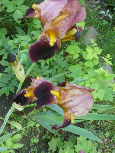 `Bruno` - Iris  2016